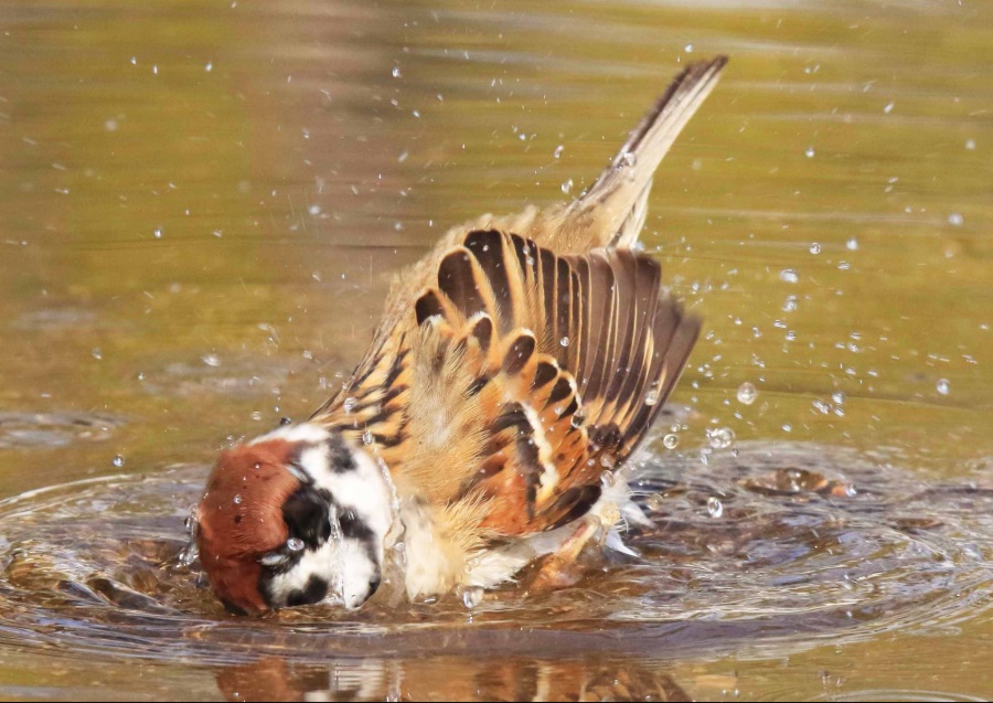 참새 목욕하는거 보구가_3.jpeg