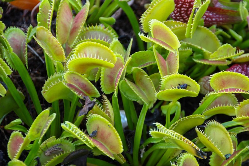 예전에 파리지옥 키웠는데_1.jpg