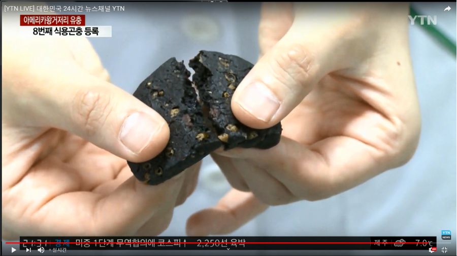 (약혐) 이번에 새로 등록된 식용곤충이라고함_2.jpg