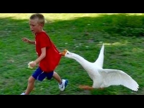 dangerous-swan.jpg