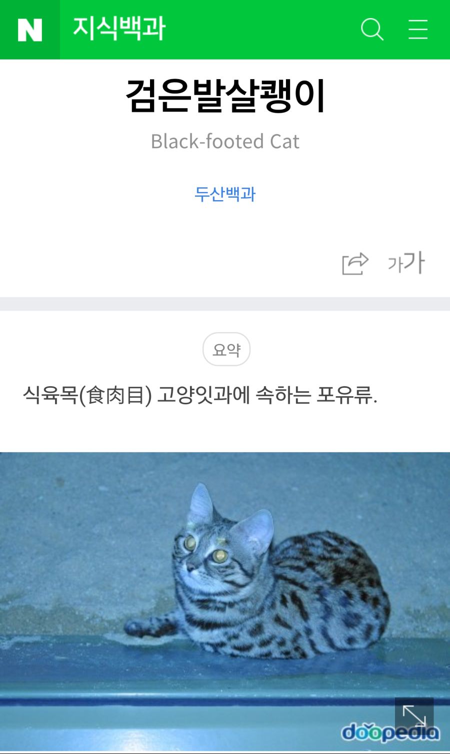 검은발살쾡이? 저거 진짜 맞냐? 어케 저리 작아._1.png