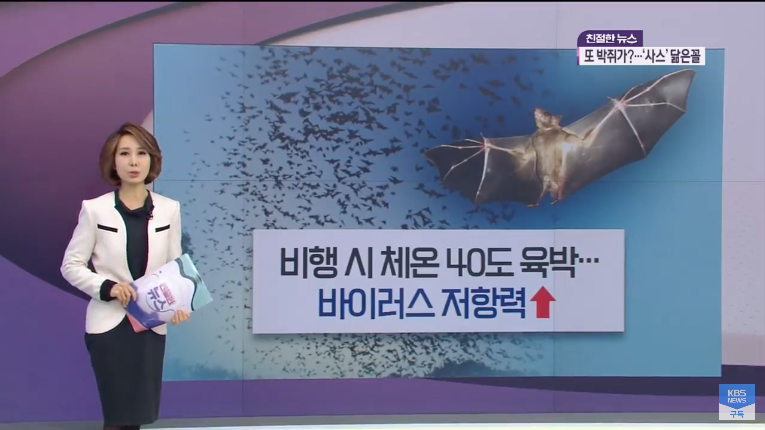 Screenshot_2020-01-24 ‘사스’와 닮은 꼴…‘박쥐의 저주’ 시작됐나 KBS뉴스(News) - YouTube(5).png