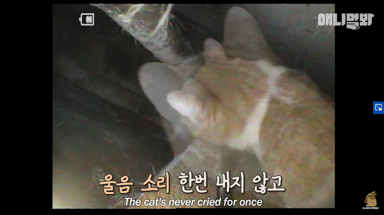 Screenshot_2020-01-24 벽 속에서 2년 만에 꺼낸 고양이 (치고는 통통한데 )ㅣ Cat Living Inside An Enclosed Wall With No Exit For 2 Years (14).png