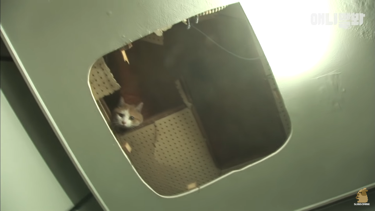Screenshot_2020-01-24 벽 속에서 2년 만에 꺼낸 고양이 (치고는 통통한데 )ㅣ Cat Living Inside An Enclosed Wall With No Exit For 2 Years (28).png