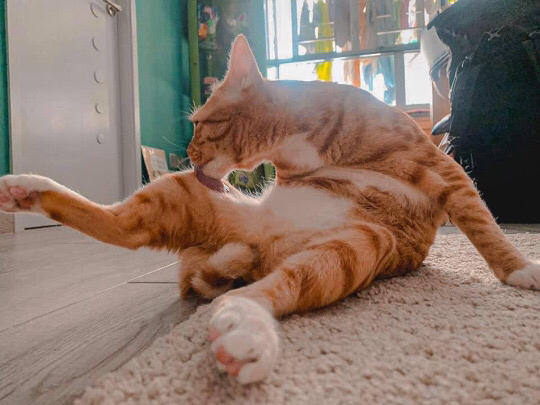 행운의 냥짤_2.jpg