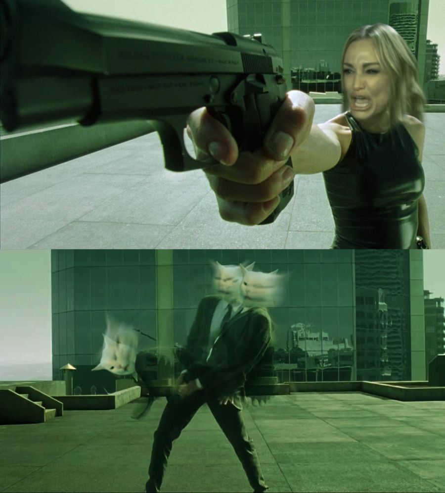 (스압) 그 고양이 밈 모음.jpg_14.jpg