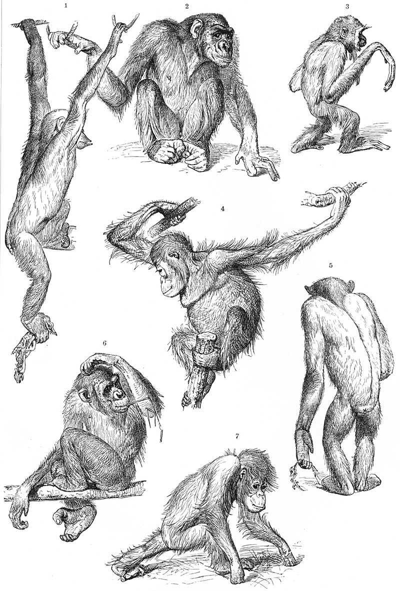 800px-Primates-drawing.jpg