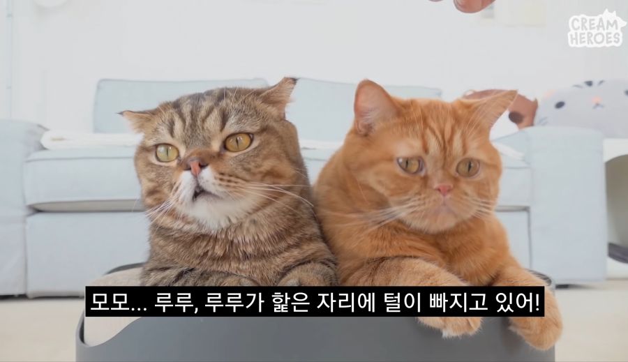 루루가 위험한 고양이인 이유