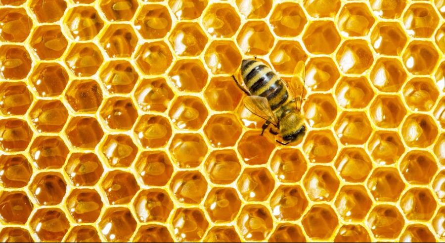 HoneyHeader1.jpg
