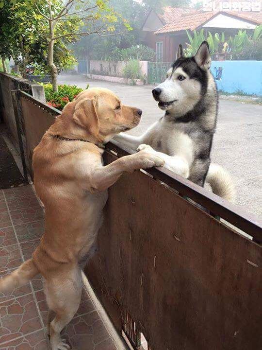 리트리버와 허스키의 만남_1.jpg