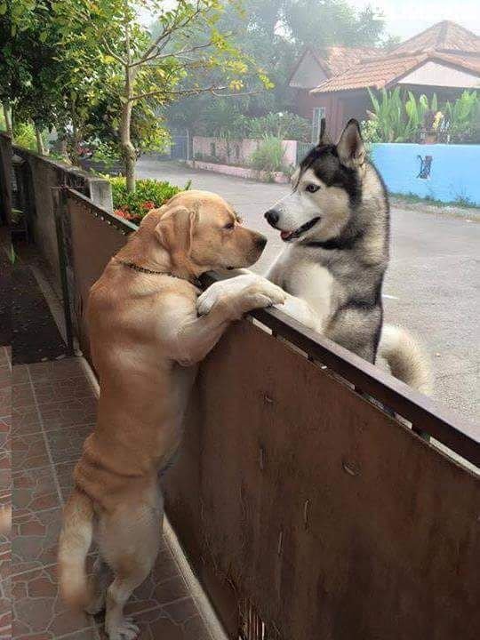 리트리버와 허스키의 만남_2.jpg