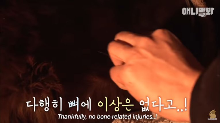 Screenshot_2020-02-17 말도 안되는 일이 일어났습니다 ㅣ What Happened To This Fainted Horse Slowly Dying (8).png