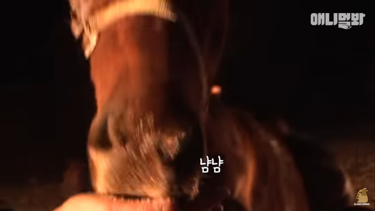 Screenshot_2020-02-17 말도 안되는 일이 일어났습니다 ㅣ What Happened To This Fainted Horse Slowly Dying (15).png