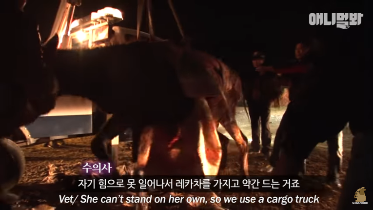 Screenshot_2020-02-17 말도 안되는 일이 일어났습니다 ㅣ What Happened To This Fainted Horse Slowly Dying (17).png