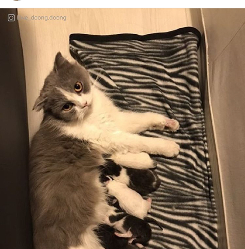 엄마 화장실이 궁금했던 아기고양이.manhwa_10.jpeg