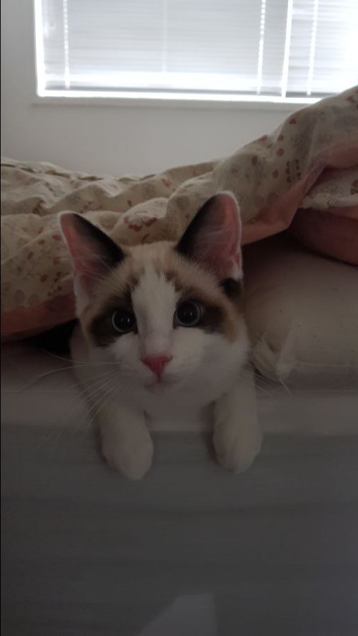 나의 첫 고양이, 집사가 되었습니다. 그리고 7달이 지났습니다_2.jpg