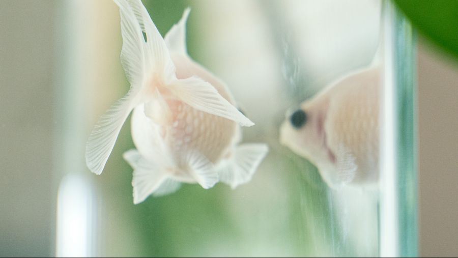 키운지 2개월된 밀크 진주린입니다._3.jpg