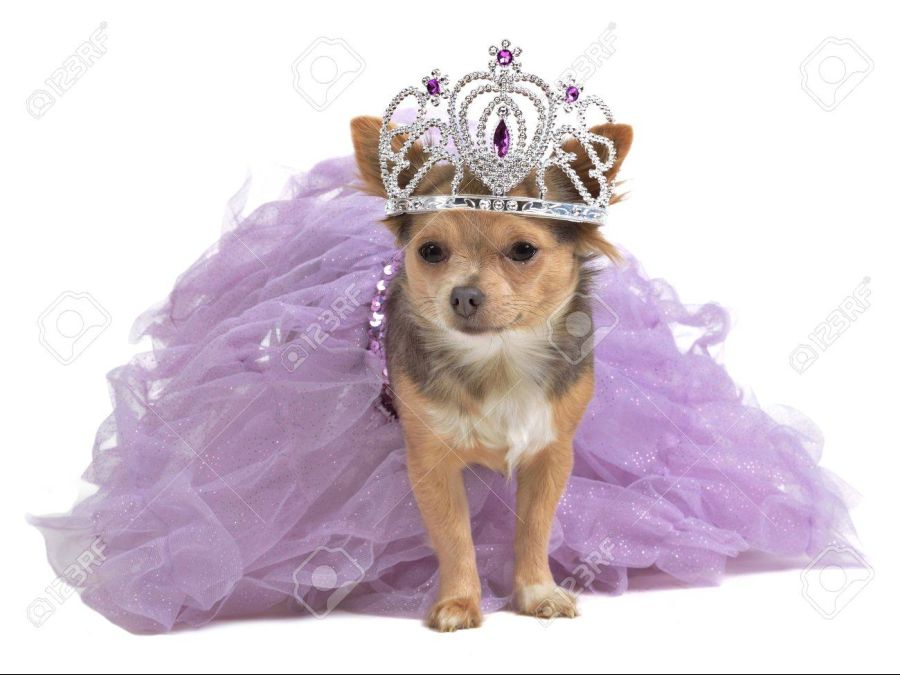 11519692-princess-dog-with-diadema-and-magnificent-dress.jpg