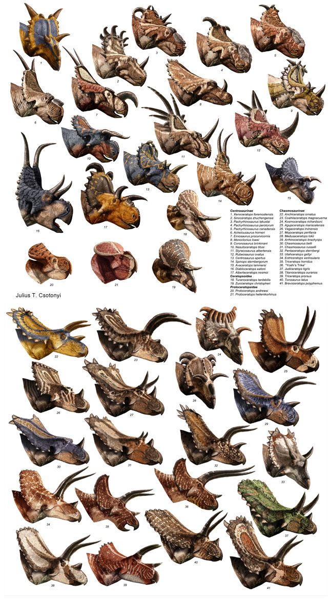 17fe14172510aab3c076148c2e2abd5d--triceratops-prehistoric-animals.jpg