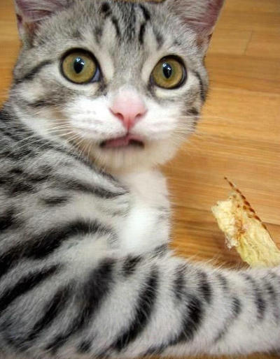 놀란 표정 짤 3개 중에 뭐가 가장 낫냐?_3.jpg