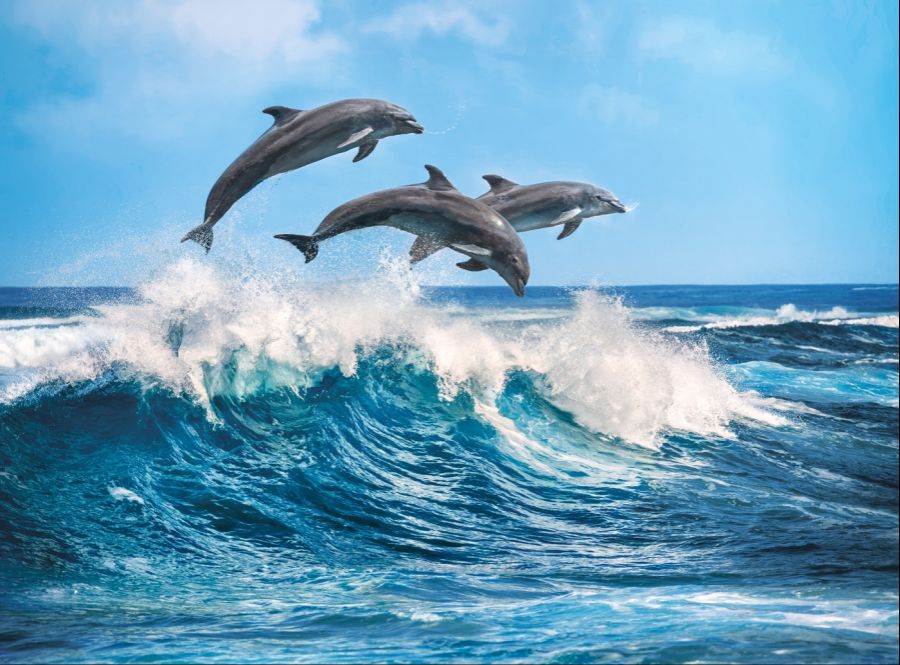 dolphins-500-pcs-high-quality-collection_PcDNt4T.jpg