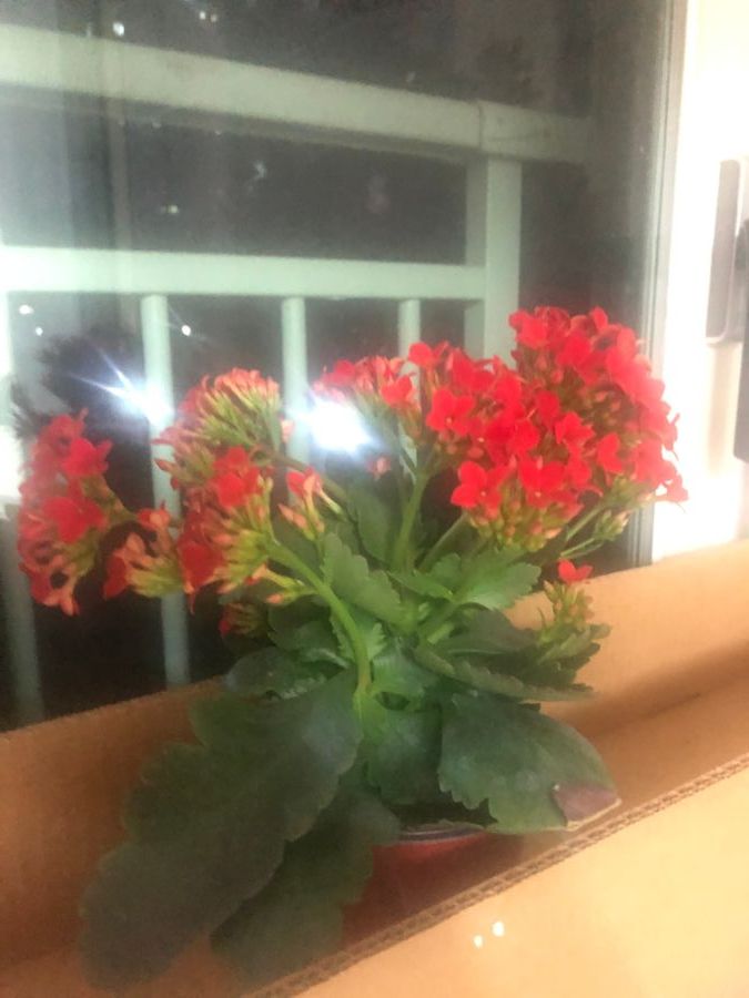 이게 무슨 식물인지 아시는분..?_1.jpg