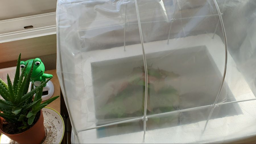 아파트에서 고구마 농사 / 고구마재배 / 미니하우스만들기_2.png