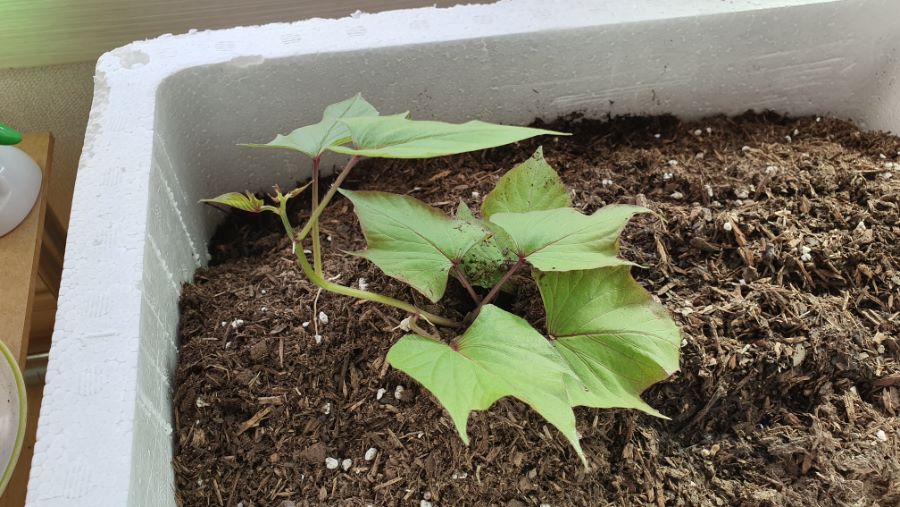 아파트에서 고구마 농사 / 고구마재배 / 미니하우스만들기_4.jpg