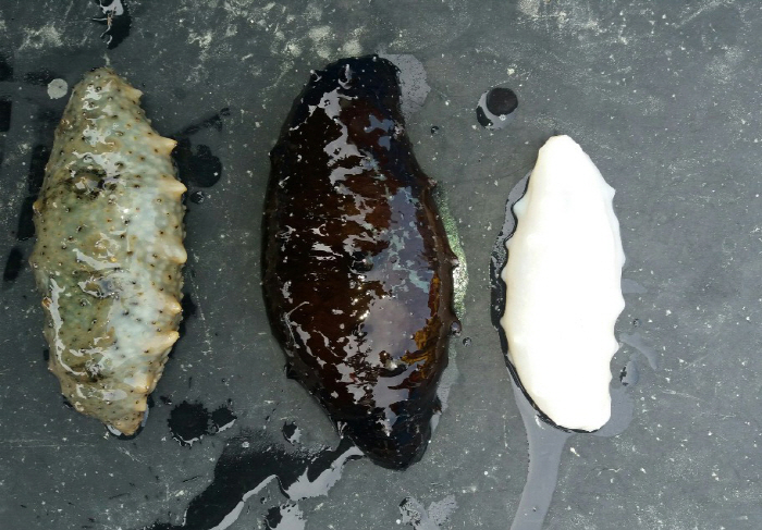 20만분의 1 확률의 희귀종 발견_1.jpg