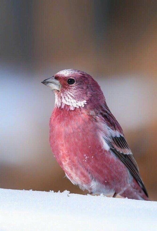 겨울에만 희귀한 확률로 마주칠 수 있는 참새.jpg_4.jpg