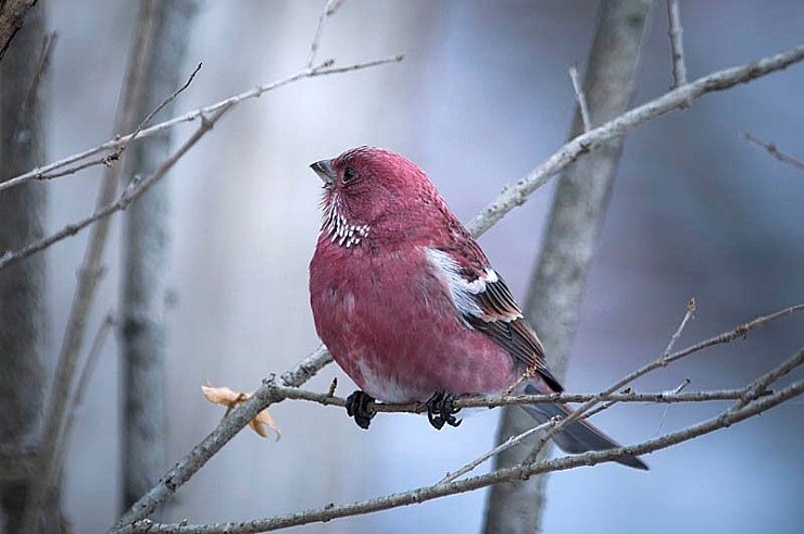 겨울에만 희귀한 확률로 마주칠 수 있는 참새.jpg_6.jpg