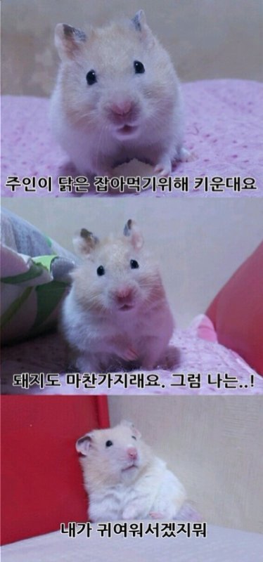 닭이나 돼지는 잡아 먹으려고 키우는 거래여_1.jpg