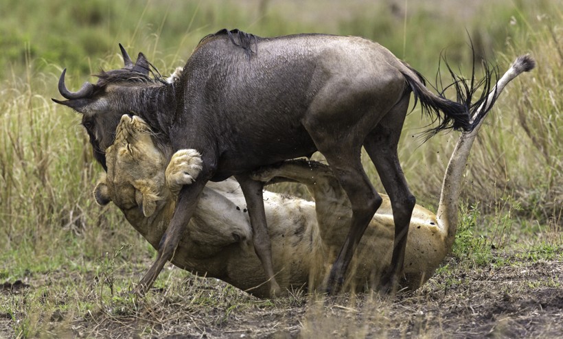 lioness-killing-wildebeest-bite-neck-820x494.jpg