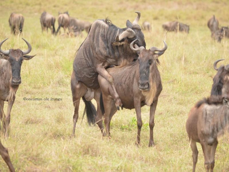 masai-mara-wildebeest-safari__large.jpg