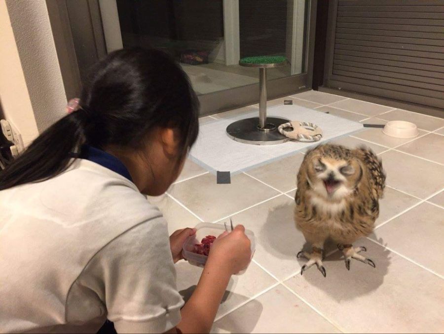 맛있는 것을 먹은 부엉이.jpg_4.jpg