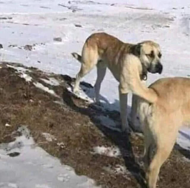 피스팅 잘하는 개_1.png