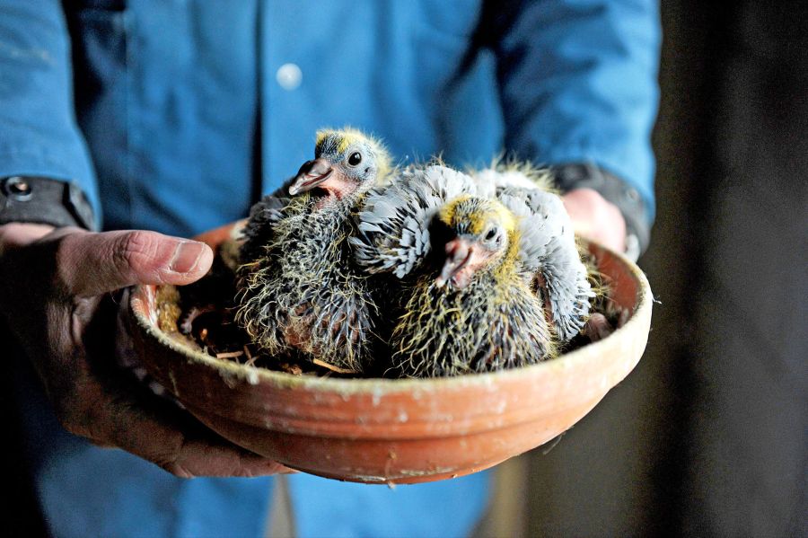 비둘기의 새끼.JPG_2.jpg