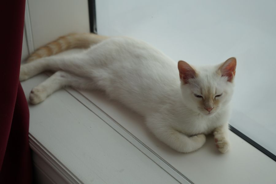 (브금) [미국음식] 2차대전 미군의 독특한 고등어요리_24.jpg