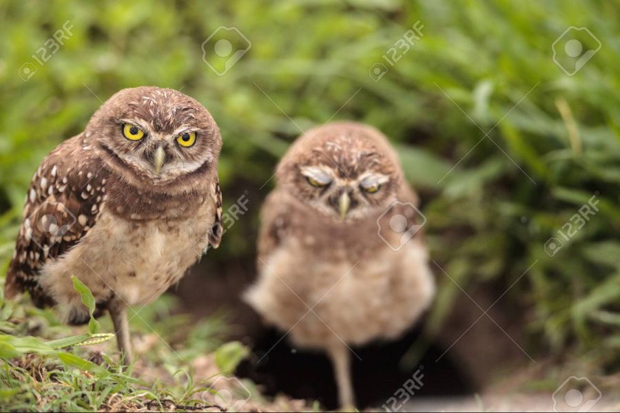 "킷사마! 어르신께 이 무슨 무례한..........!"_1.jpg