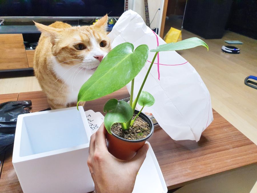 자취하고 처음으로 키워보는 식물이예요! 쑥쑥 잘 컸으면 좋겠어요!!_2.jpg