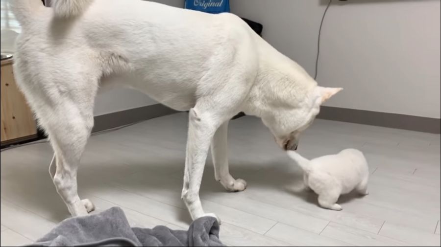 생후 한달 된 진돗개.JPG_6.jpg