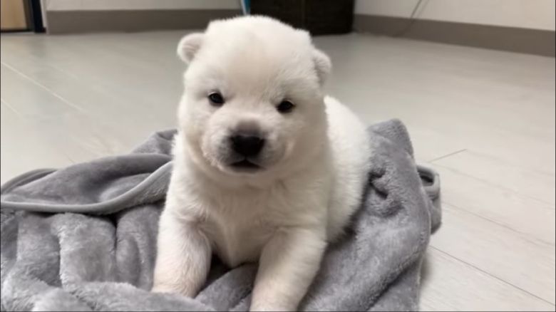 한달된 진돗개_4.jpeg