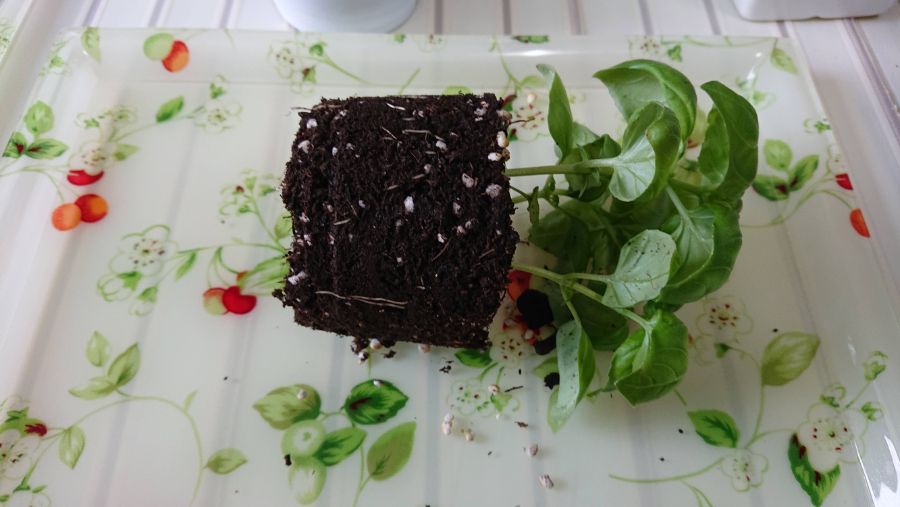 스위트 바질 분갈이 했습니다. (사진13장_데이터주의)_8.jpg