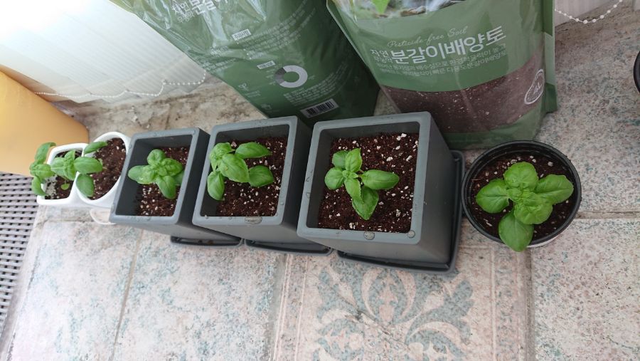 스위트 바질 분갈이 했습니다. (사진13장_데이터주의)_13.jpg