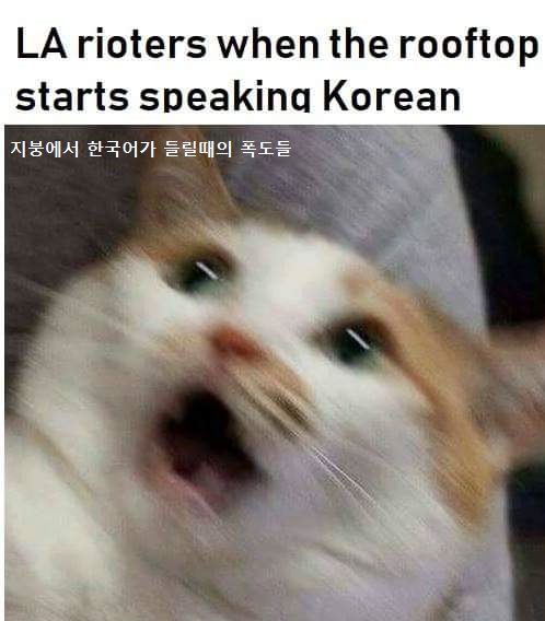 rooftop korean meme7.jpg