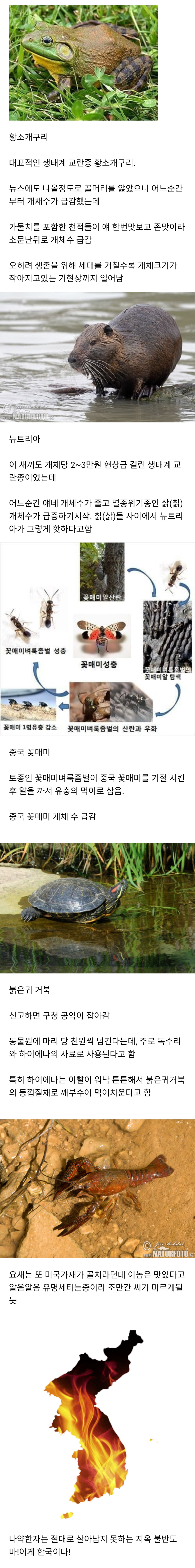 한국에 온 외래종들.jpg