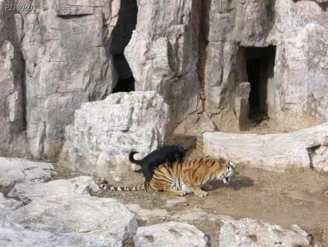 점점 야해지는 호랑이 아가씨와 강아지 보디가드 만화_12.jpg