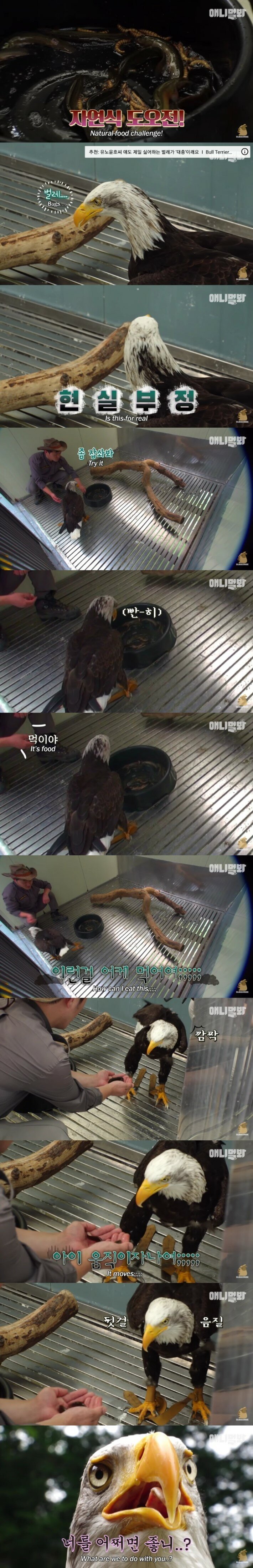 사람 손에 자란 독수리_3.jpg