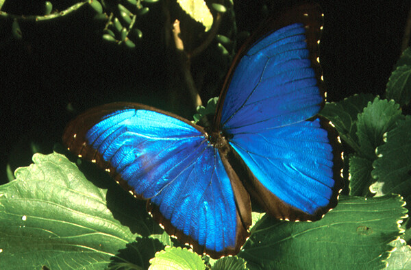 Blue+Morpho+Butterfly.jpg