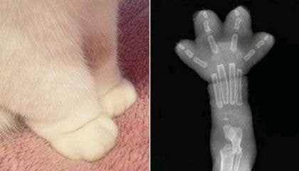 고양이발 엑스레이_1.jpg